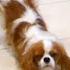 A Day In The Life Of 5 Cavalier King Charles Spaniels