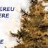 Colaj Amira Din Barbulesti