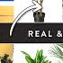 Best Fake Plants At Ikea Ultimate Ikea Plant Shopping Guide Ikea Indoor Plants