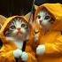 Cute Cats In The Rain Wearing Adorable Raincoats Meow Meow Sad Song