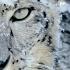 The Incredible Snow Leopard Rare Video