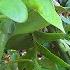 Planting My Fern Leaf Orchid Cactus Selenicereus Chrysocardium Into A Hanging Basket