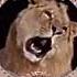 MGM Metro Goldwyn Mayer Logo 1957 HD 3 Roar