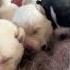 ABANDONED AND PREGNANT Mama Mavis And Her 10 Puppies Need Urgent Help