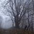 The Dark History Of The World S Most Haunted Forest