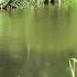 Река Звуки природы Пение птиц Релакс Медитация Звук воды Природа В лесу Музыка Йога