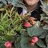 Pretty Window Box Flowers For Shade A Few Full Sun Containers Garden Answer