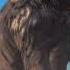 Short Faced Bear Sound Effects