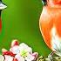 Soothing Music For Nerves Healing Music For The Heart And Blood Vessels Relaxation Music For Soul