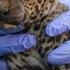 Leopard Cub Reunited With Mother In Maharashtra