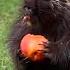 Wild Porcupine Demands Fresh Fruit Until His Paw Heals The Dodo