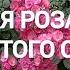 СУПЕР РОЗА для тенистого сада АНГЕЛА роза для солнечных и тенистых мест Всегда море цветов