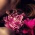 Chapter 43 Fanny Hill Memoirs Of A Woman Of Pleasure