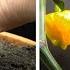 Growing Scorpion Chili Time Lapse Seed To Fruit In 175 Days