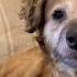 Rescue Pup Named Tiki Captures Hearts Of Millions Online