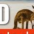 TOP 10 Things To Do In Kangaroo Island Australia 2023