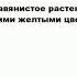 ЖАРОК что это такое значение и описание