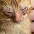Medical Care For Kittens Who Can T See
