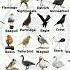 A To Z Birds Names