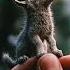 Meow Kukuru Ku Funny Cute Animals Shortsfeed