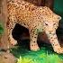 Meet The Amazon Jungle Animals DIY Diorama