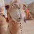 Camels Created World Trade History Viral Shorts