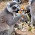 Dans L Enclos Des Makis Cattas Parc Zoologique Animaux Zoo Normandie Nature Primates