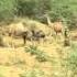Camel Grazing On Desert Vegetation In Rajathan