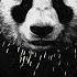 Desiigner Panda Official Audio