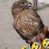 Falcon Funny Video Shortsvideo Shorts