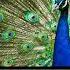 Peacock Noise Birds Sound Popular Animal Sound Nocopyright Copyright Free Animal Sounds