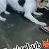 Belial Behemoth Beelzebub Asmodeus Satanas Lucifer Dogs Funny Tiktok Funnypets