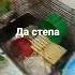 хомяка школа научила лучше не ругаться матом