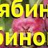 Рябина Рубиновая Краткий обзор описание характеристик Sorbus Rubinowaja A Рубиновая