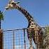 Hilarious Giraffe LIFTS Kid Off Ground