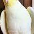 Adorable Cockatiel S Cute Response To Whistling Cockatielscraze Birdscharm Birdsinging
