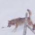 Wolves Play A Menacing Game With Dog In Abruzzo Italy