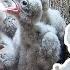 Kestrels Overcome Illness But One Frail Chick Fights On Apollo And Athena Robert E Fuller
