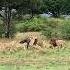 The Hunter Got Hunted Desperate And No Otherwise Successful Hunting Death Of An Old Buffalo