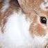 BIBLICAL MEANING OF RABBITS IN DREAMS Evangelist Joshua Dream Dictionary