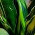 Gold Flame Sansevieria