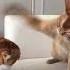 Orange Cat Hitting Other Cat Meme Original Video