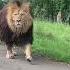 Pride Lion Walking In Road