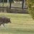 Coyote Stalks And Starts Going In For Attack On Elderly Lady And Dog