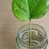 How To Propagate Money Plant In Water Shorts