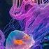 The Ocean 4K Captivating Moments With Jellyfish And Fish In The Ocean Relaxation Video 2