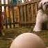 Pudsey The Dog The Movie Latest Trailer Vertigo Films HD