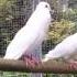 White Turtle Doves Mating Ritual