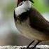 Bulbul Sound Shorts Bird Nature