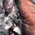 Balck Powder Over White Chalk Asmr Chalkcrush Oddly Satisfying Relax Credit APowderyMess
